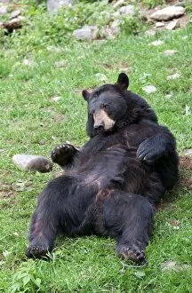 Images Dated 3rd June 2012: Black bear relaxing