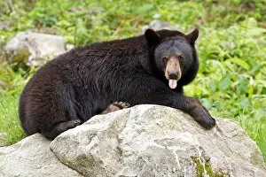 Images Dated 3rd June 2012: Black bear sticks out tongue