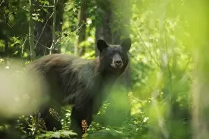 Images Dated 3rd August 2014: Black Bear Summer
