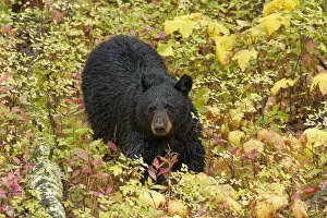 Montana Gallery: Black Bear (Ursus americanus) in autumn foliage, Yellowstone National Park, Montana, Wyoming, USA