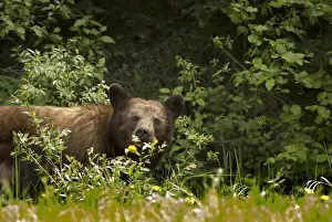 Black Bear (Ursus Americanus) In Prince Albert National Park