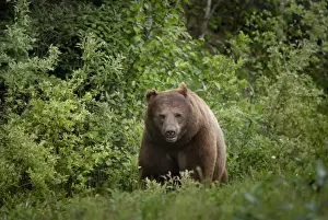 Black Bear (Ursus Americanus) In Prince Albert National Park