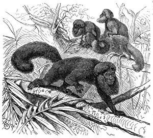 Anthropomorphic Face Prints: The black bearded saki (Chiropotes satanas)