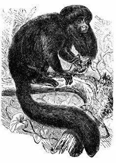 Images Dated 3rd February 2017: The black bearded saki (Chiropotes satanas)