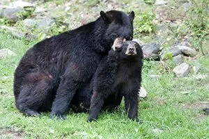 Images Dated 3rd June 2012: Black Bears