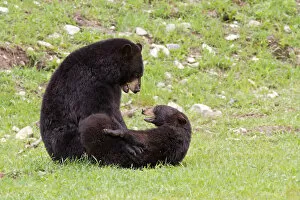 Black bears playing