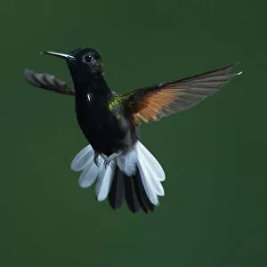 Images Dated 9th May 2012: Black-bellied Hummingbird, Eupherusa nigriventris