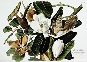 Aquatint Prints: Black-Billed Cuckoo by John James Audubon