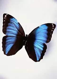 Images Dated 31st December 2002: Black and Blue Butterfly