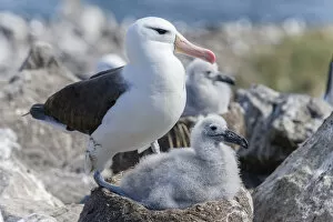 Images Dated 14th January 2013: Black-browed Albatross or Black-browed Mollymawk -Thalassarche melanophris- with chick in nest