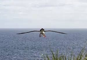 Spreading Wings Prints: Black-browed Albatross or Black-browed Mollymawk -Thalassarche melanophris