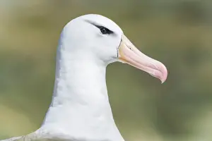 Black-browed Albatross or Black-browed Mollymawk -Thalassarche melanophris-, portrait, Westpoint Island, Falkland Islands, United Kingdom