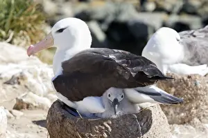 Nesting Site Prints: Black-browed Albatross or Black-browed Mollymawk -Thalassarche melanophris- with chick in nest