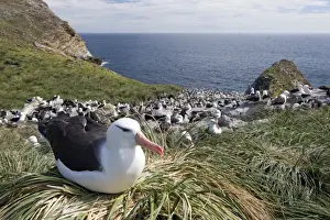 Seabird Prints: Black-browed Albatross or Black-browed Mollymawk -Thalassarche melanophris- perched on tussock grass in breeding colony