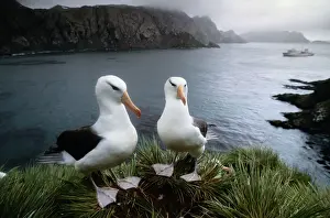 Art Wolfe Photography Prints: Black-Browed Albatross (Diomedea Melanophris) Pair on Cliff