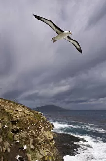 Images Dated 19th November 2009: Black-browed Albatross (Thalassarche melanophrys)