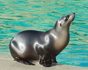 Images Dated 4th February 2015: black, captive animals, grey, nobody, otariidae, pool, seal, zalophus californianus
