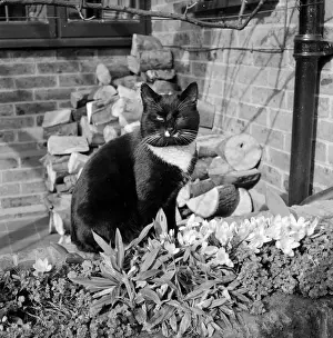 Black Cat