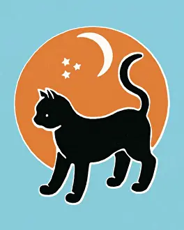 Black cat