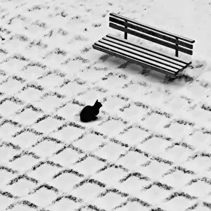 Lawn Collection: Black cat contemplating bench