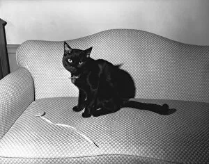 Images Dated 6th November 2006: Black cat sitting on couch, (B&W)