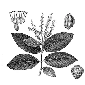Recovery Prints: Black- or chebulic myrobalan (Terminalia chebula)