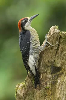 Images Dated 2nd November 2015: Black-cheeked Woodpecker