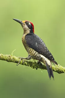 Images Dated 2nd November 2015: Black-cheeked Woodpecker