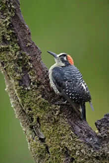 Images Dated 12th June 2017: Black-cheeked Woodpecker
