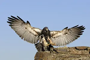 Grey Prints: Black-chested Buzzard-eagle (Geranoaetus melanoleucus), landing