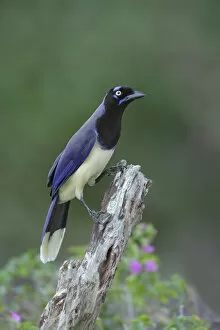 Images Dated 18th February 2017: Black-chested Jay (Cyanocorax affinis) foraging