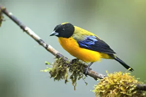 Images Dated 7th November 2017: Black-chinned Mountain Tanager