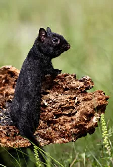 Images Dated 28th August 2010: Black chipmunk