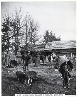 Yard Prints: Black Cotton Pickers Quarters