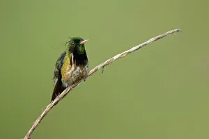 Images Dated 20th April 2017: Black-crested Coquette