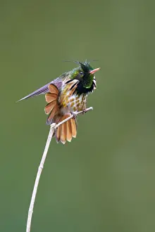 Black-crested Coquette (Lophornis helenae)
