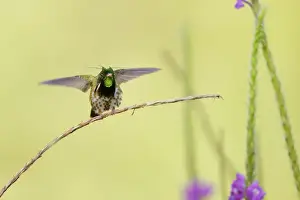 Costa Rica Prints: Black-crested Coquette (Lophornis helenae)