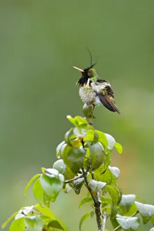 Images Dated 4th March 2017: Black-crested Coquette (Lophornis helenae)