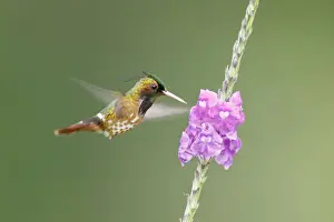 Costa Rica Prints: Black-crested Coquette (Lophornis helenae)