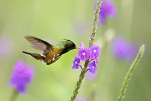 Black-crested Coquette (Lophornis helenae)