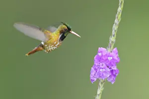 Black-crested Coquette (Lophornis helenae)