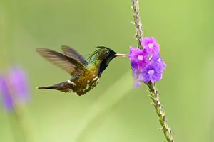 Black-crested Coquette (Lophornis helenae)