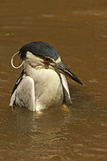 Black-crowned adult night heron bathing