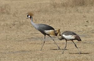 Images Dated 10th August 2013: Black Crowned Cranes -Balearica pavonina- in the Ngorongoro Crater, Ngorongoro Conservation Area