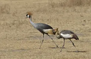 Black Crowned Cranes -Balearica pavonina- in the Ngorongoro Crater, Ngorongoro Conservation Area, Tanzania
