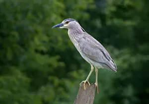 Images Dated 18th July 2009: Black-crowned night heron
