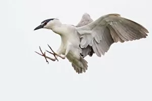 Images Dated 3rd May 2012: Black crowned night heron