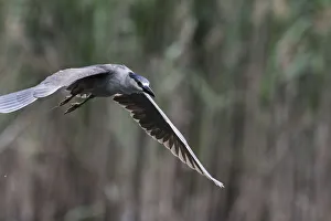 Images Dated 15th June 2017: black-crowned night heron in flight