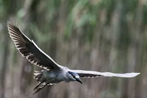 Night Herons Gallery: Black-crowned night heron flight