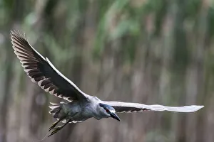 Images Dated 15th June 2017: Black-crowned night heron flight
